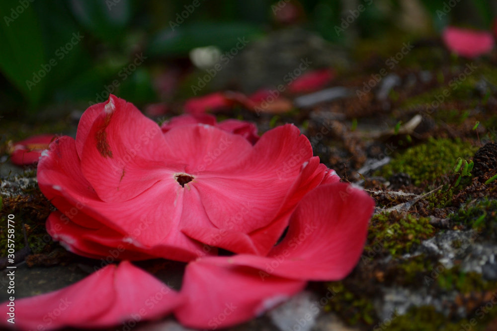 camelia flower petals on a grong camelia flower petals on a grong