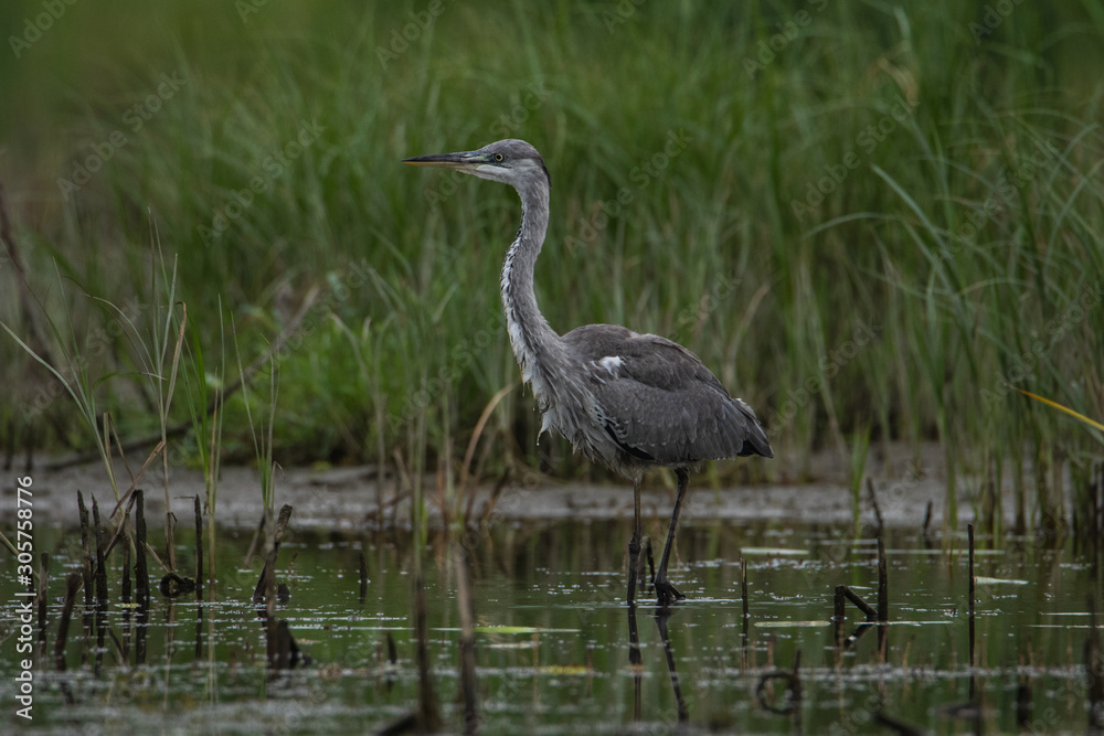 A large gray Heron stands in the water and looks directly at the camera. A life-size portrait of a bird. A large gray Heron stands in the water and looks directly at the camera. A life-size portrait of a bird.