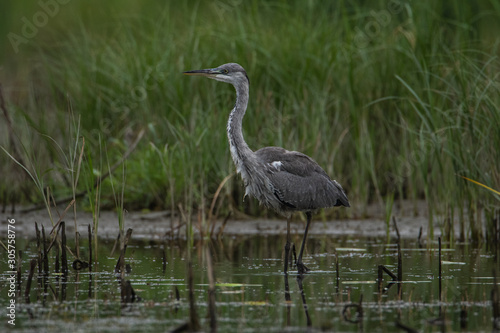 A large gray Heron stands in the water and looks directly at the camera. A life-size portrait of a bird.