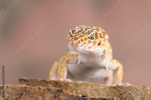 Eublepharis macularius a little lizard