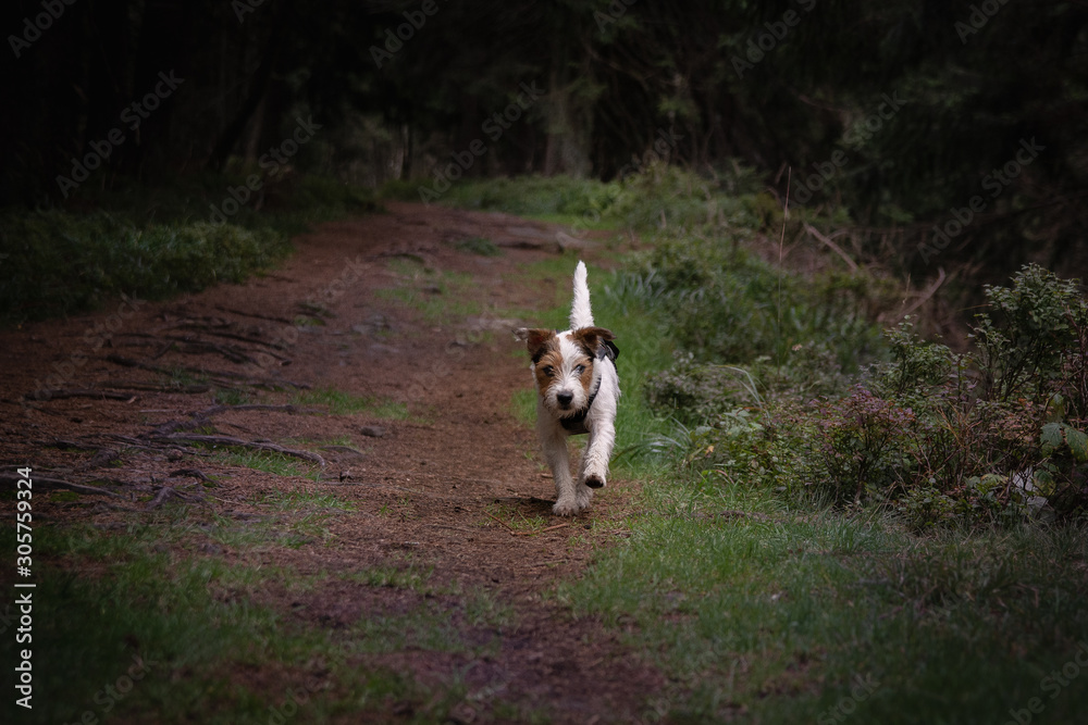 Parson Russell Terrier in the Forest Parson Russell Terrier in the Forest