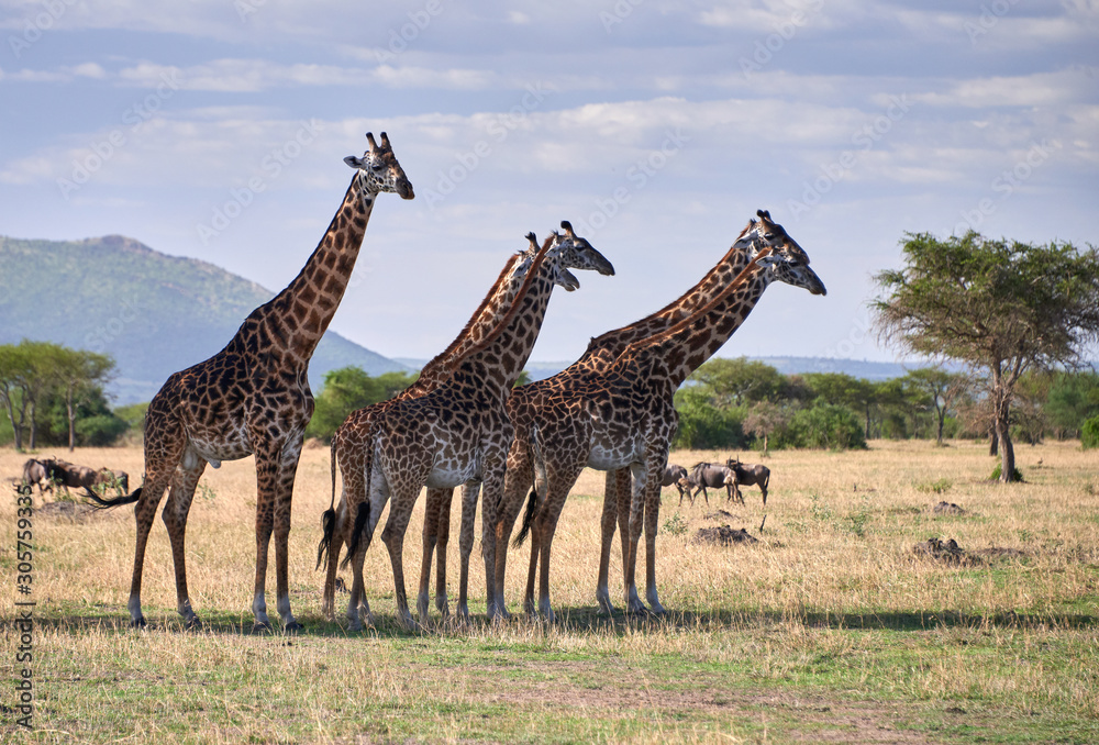 giraffe in park