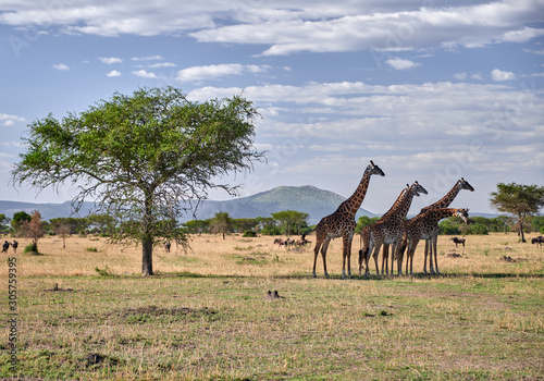 Canvas Print giraffes in serengeti