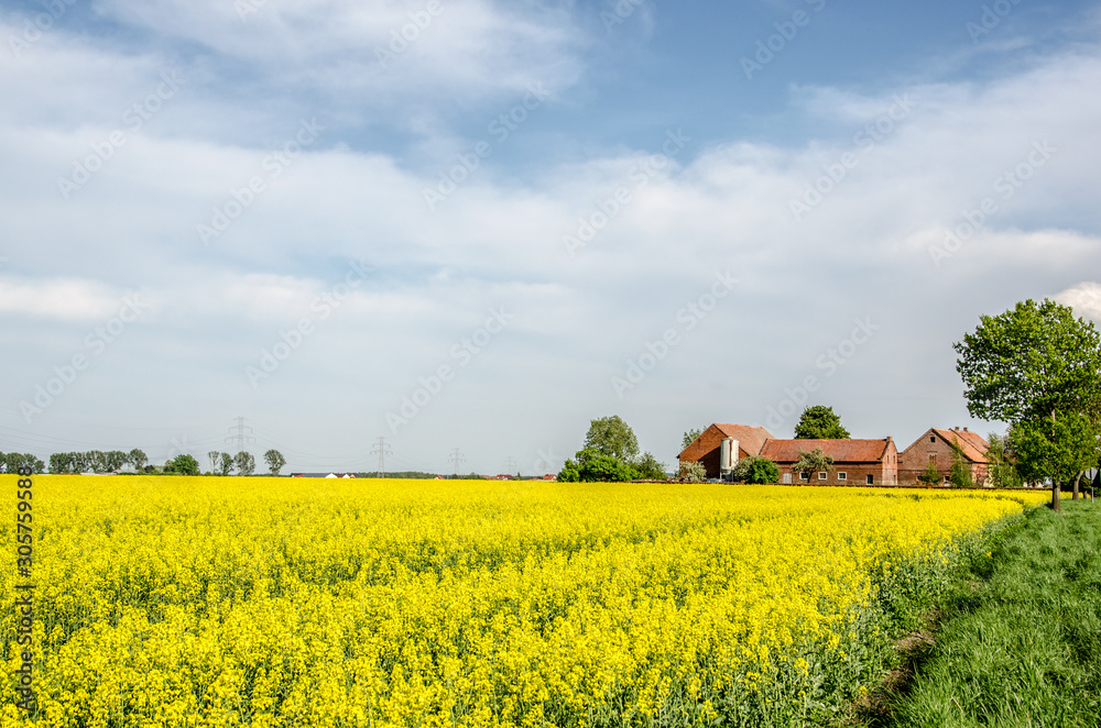 rural landscape with field