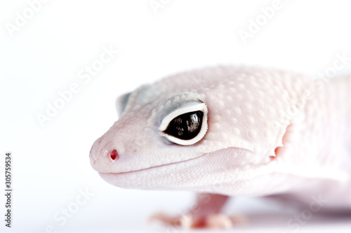 Eublepharis macularius a little lizard