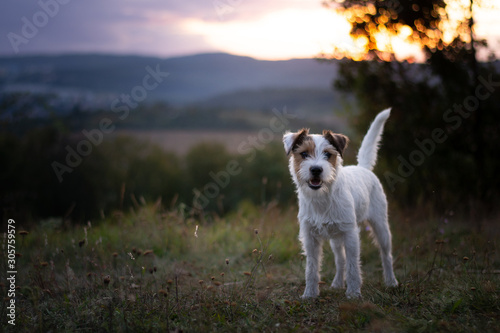 Parson Russell Terrier Portrait at Sunset