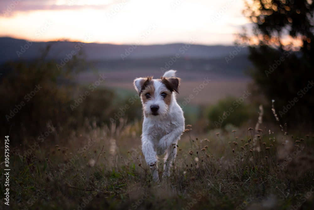Parson Russell Terrier Portrait at Sunset