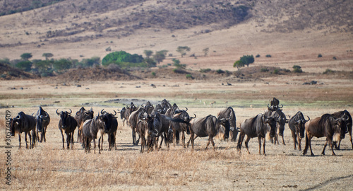 herd of wildebeest in africa