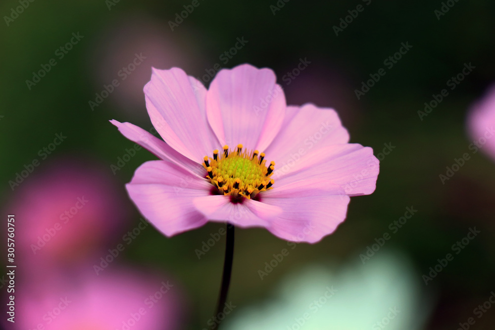 Beautiful purple Cosmos flower in the garden. Violet flowers pictures. Cosmos bipinnatus, commonly called the garden cosmos or Mexican aster. Beautiful purple Cosmos flower in the garden. Violet flowers pictures. Cosmos bipinnatus, commonly called the garden cosmos or Mexican aster.