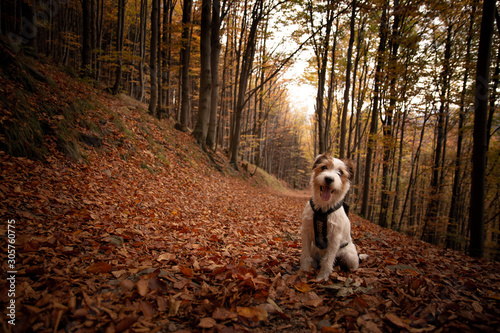 Parson Russell Terrier Portrait - Autumn photo