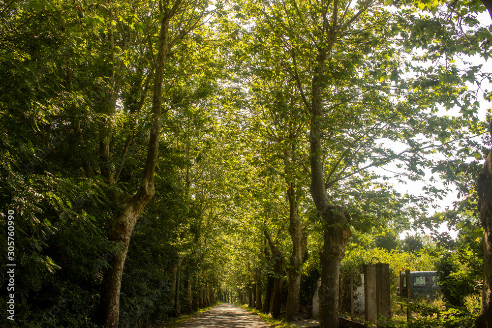 quiet side alley of tall trees