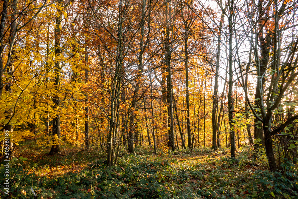 autumn colors in the forest