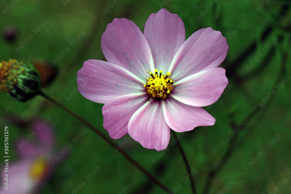 Beautiful purple Cosmos flower in the garden. Violet flowers pictures. Cosmos bipinnatus, commonly called the garden cosmos or Mexican aster. Beautiful purple Cosmos flower in the garden. Violet flowers pictures. Cosmos bipinnatus, commonly called the garden cosmos or Mexican aster.