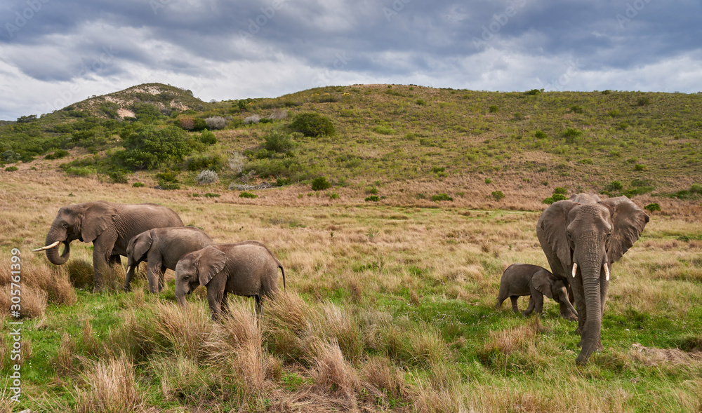 Obraz premium elephant family