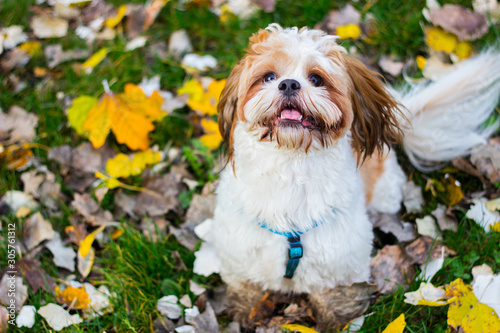 Cute Shitzu puppy in the park, autumn outdoors