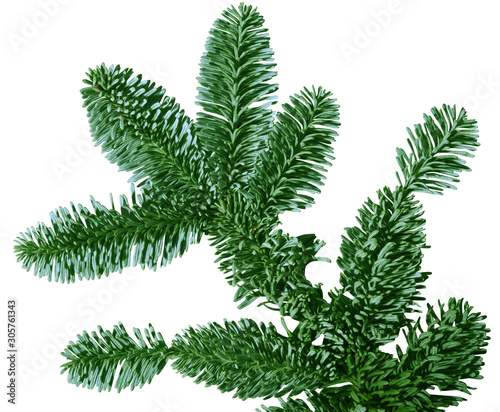 Green Douglas Fir Branch isolated on white background