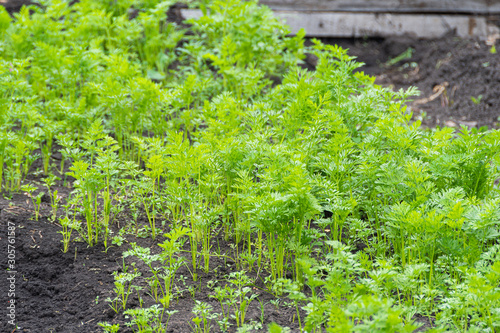 Fototapeta Naklejka Na Ścianę i Meble -  Green carrot leaves grow in a garden bed