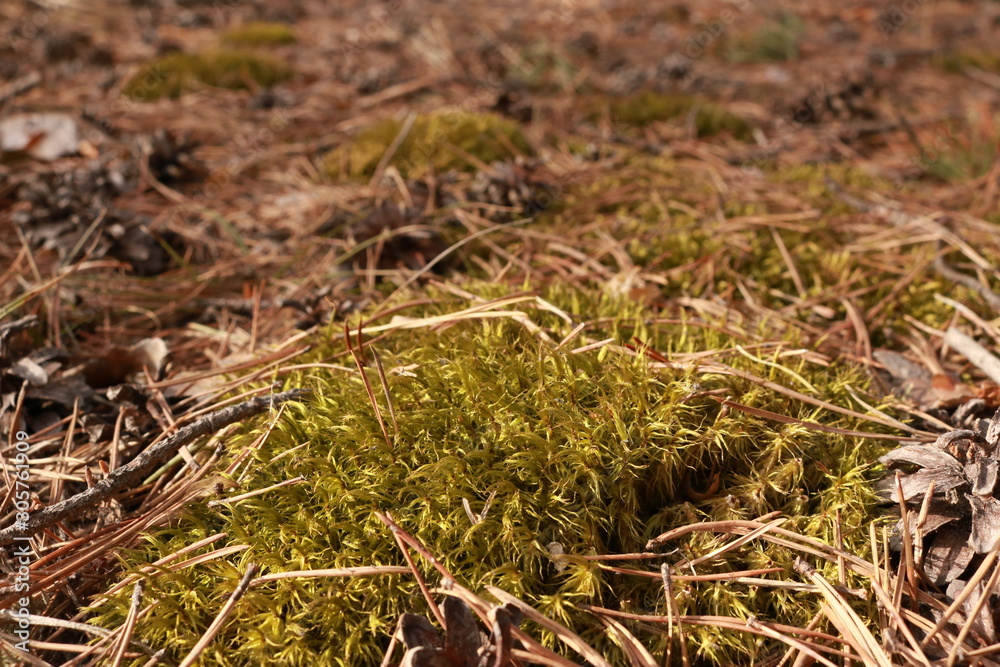 ants on grass ants on grass