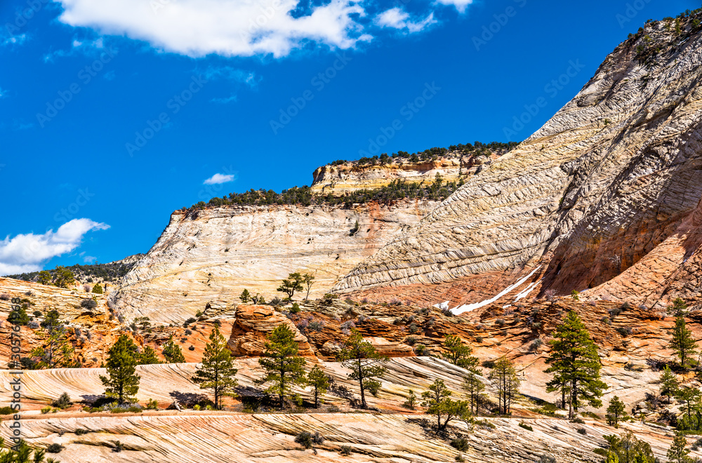 Fototapeta premium Landscape of Zion National Park along Pine Creek