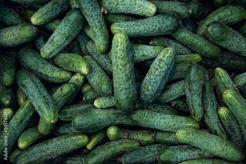 Fototapeta Naklejka Na Ścianę i Meble -  cucumber background