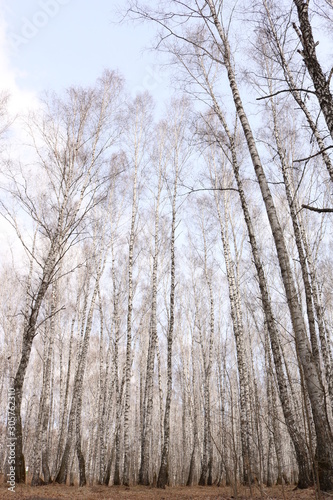 trees in winter