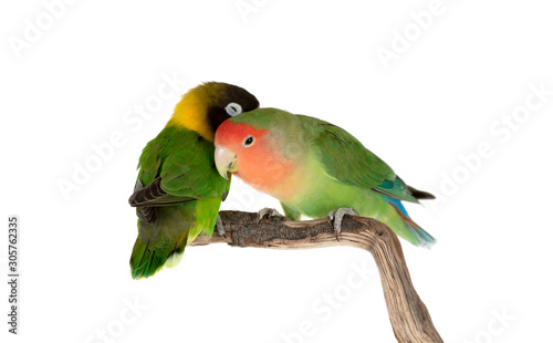 Lovebirds on a branch photo