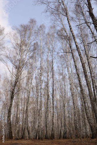 trees in fog
