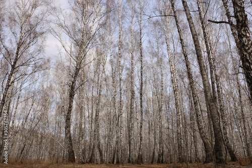 wood texture background