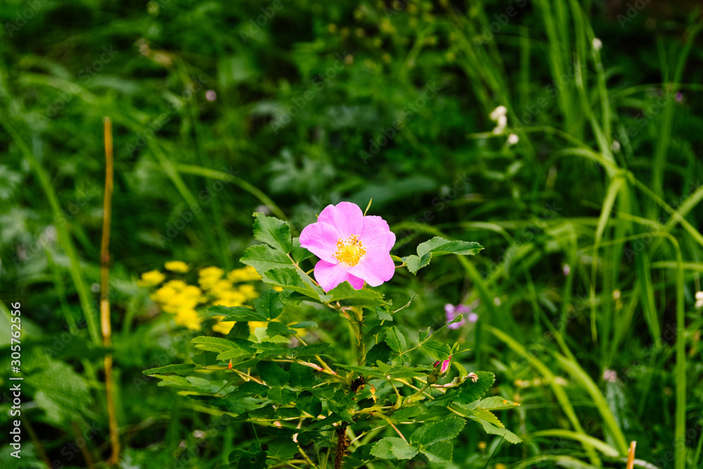 Fototapeta premium Pink rose flower in summer forest. Ingredient for herbal tea