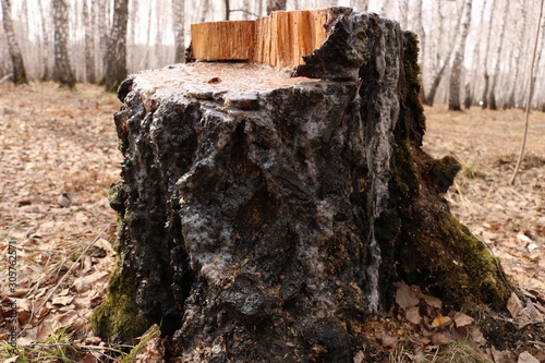 stump in forest
