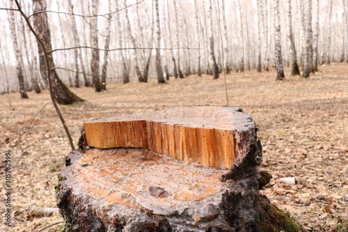 bench in the park