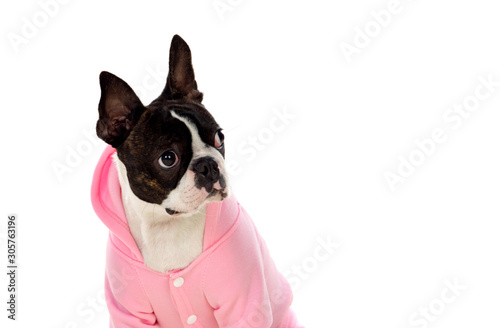 Boston terrier wearing a pink coat