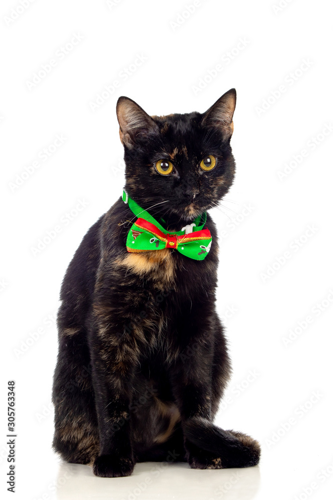 Beautiful black and brown cat wearing a bow tie