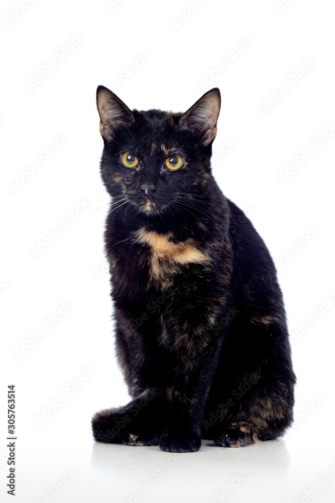 Beautiful black and brown cat