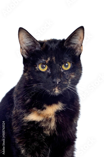 Beautiful black and brown cat © Gelpi
