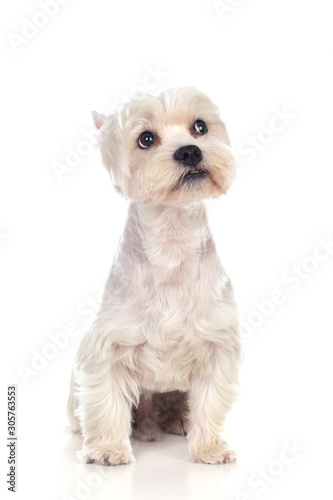 Beautiful white dog looking at camera