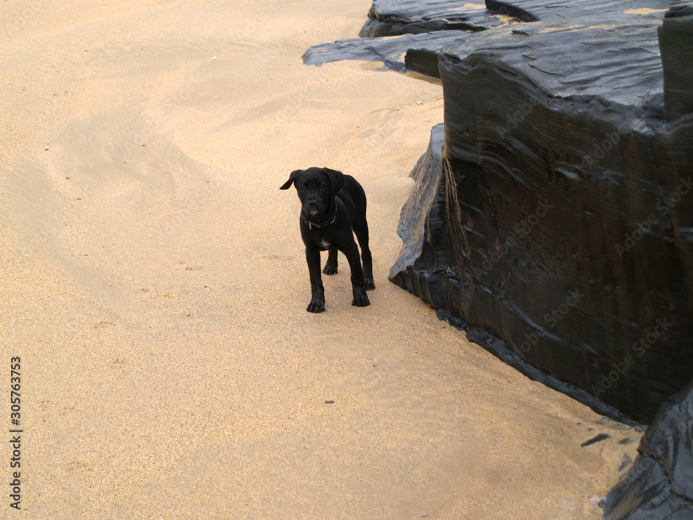 Fototapeta premium BLACK LABRADOR PUPPY