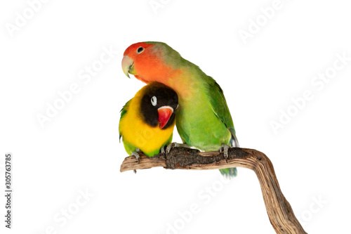 Fototapeta Naklejka Na Ścianę i Meble -  Lovebirds on a branch