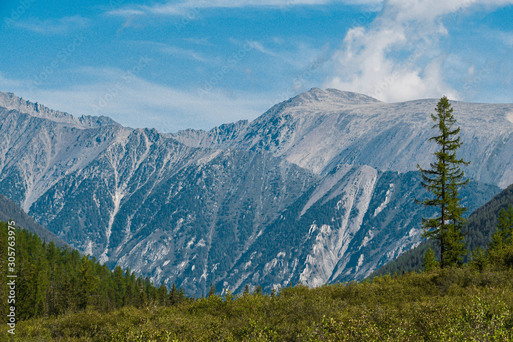 Fototapeta premium Pine forest on background of mountain peaks. Tourism in mountain valley