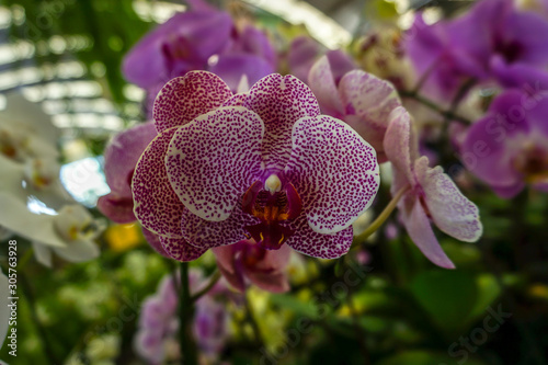 Phalaenopsis orchids in the garden