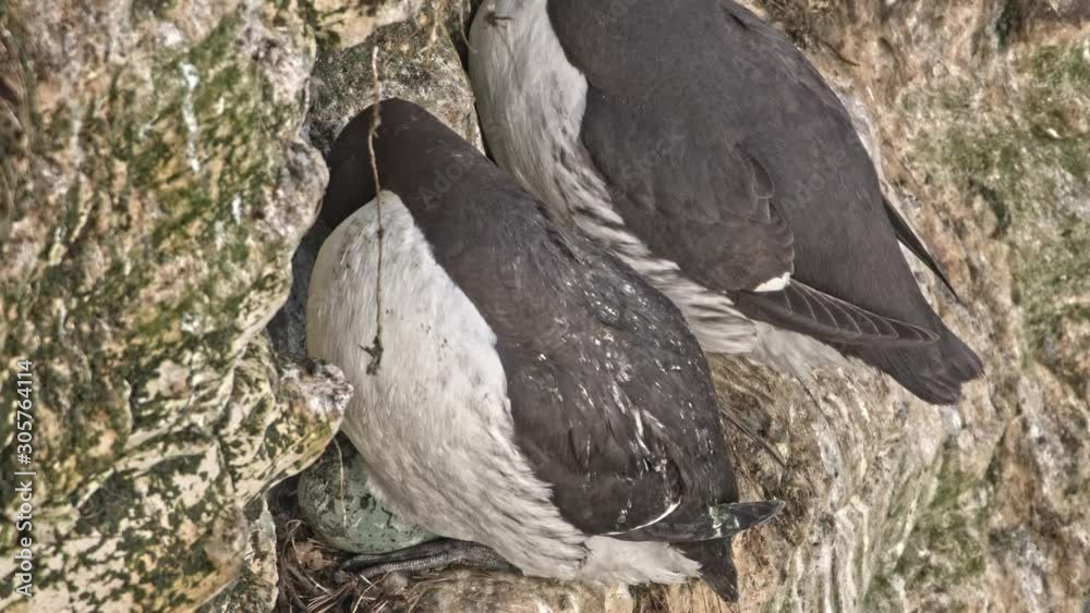 Guillemot bird turning and sitting on egg in precarious cliff environment. Guillemot bird turning and sitting on egg in precarious cliff environment.