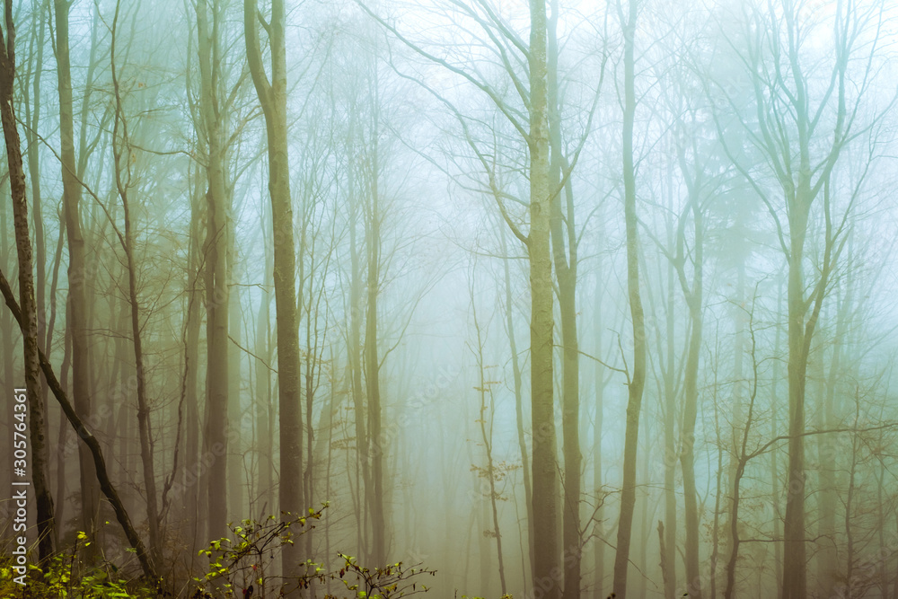 Obraz premium Early morning in the beech forest with fog, Cindrel mountains, Romania