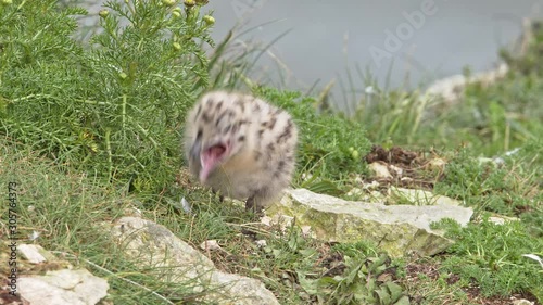 Herring Gull bird chick alone on cliff top. 