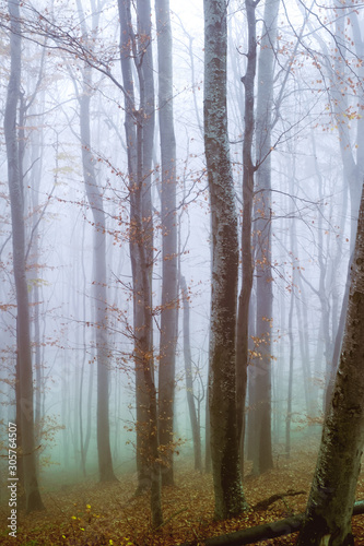 Early morning in the beech forest with fog  Cindrel mountains  Romania
