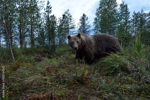 Brown bear in a bog, forest in background. Wide angle view of brown bear in forest scenery.