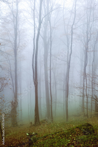 Early morning in the beech forest with fog, Cindrel mountains, Romania