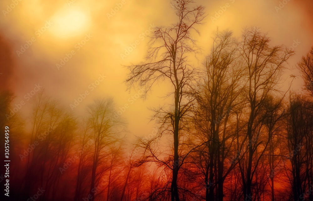 Forest in fire. Early morning in the beech forest with fog, Cindrel mountains, Romania Forest in fire. Early morning in the beech forest with fog, Cindrel mountains, Romania