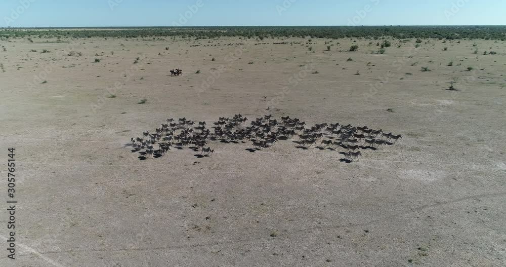 Aerial view of a group of horse riders riding past a large herd of zebras and wildebeest in the Makgadikgadi Pans,Botswana Aerial view of a group of horse riders riding past a large herd of zebras and wildebeest in the Makgadikgadi Pans,Botswana