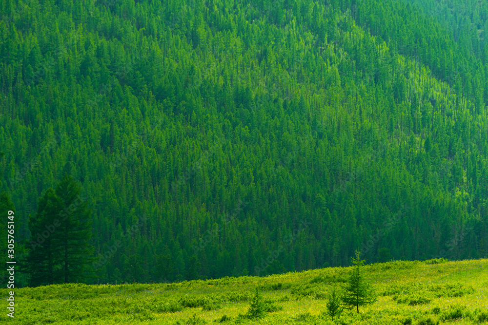 Green trees on the hill. The slope is covered with coniferous forest