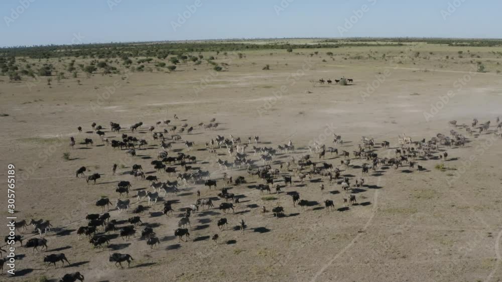 Aerial view of a group of horse riders watching a large herd of zebras and wildebeest in the Makgadikgadi Pans,Botswana Aerial view of a group of horse riders watching a large herd of zebras and wildebeest in the Makgadikgadi Pans,Botswana